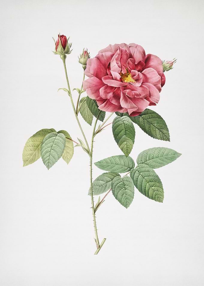 Blooming French Rose