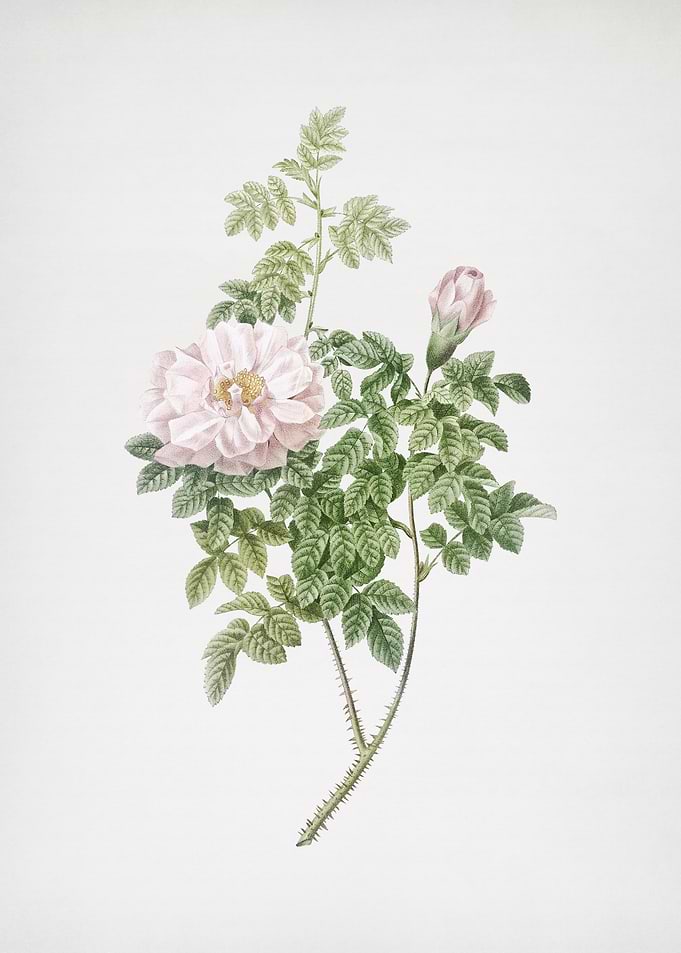 Blooming Ventenats Rose