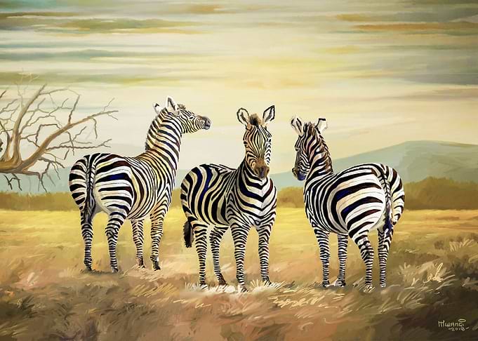 Zebras in Amboseli