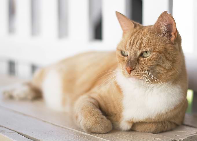 Ginger Cat
