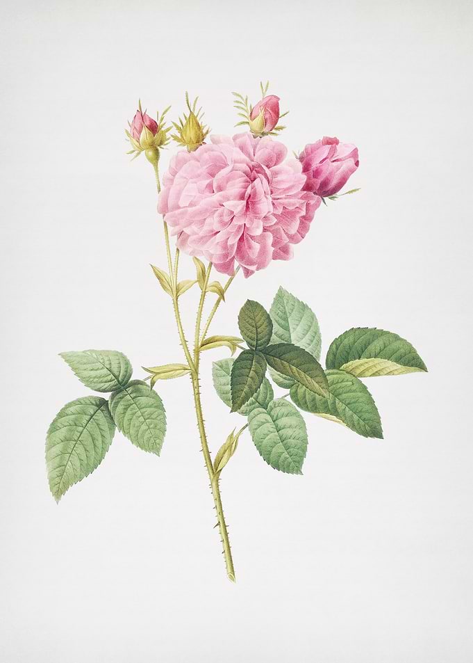 Pink Agatha Rose