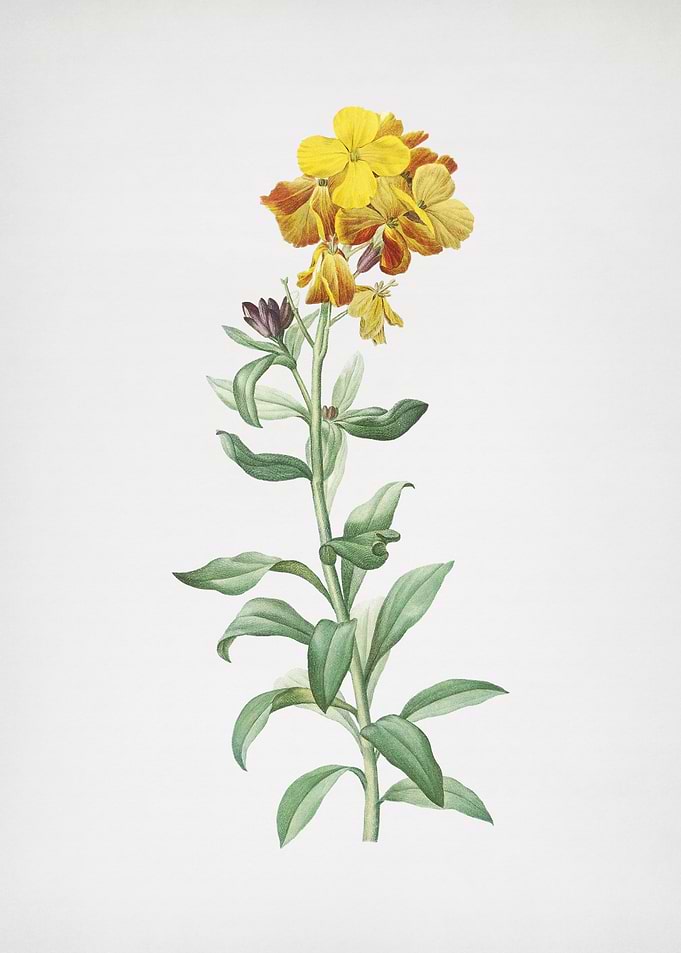 Yellow Wallflower Bloom