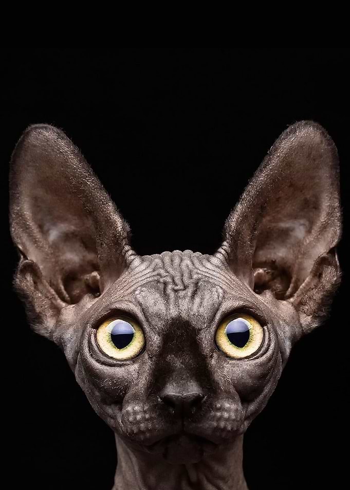 Cat on black background