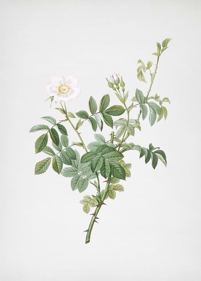 White Downy Rose