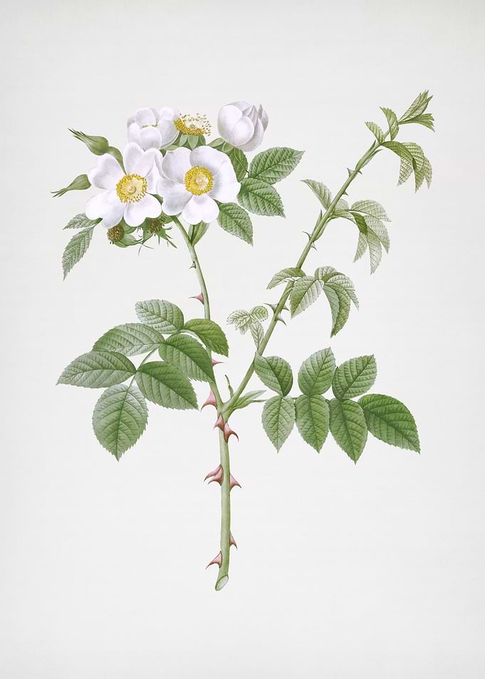 White Flowered Rose