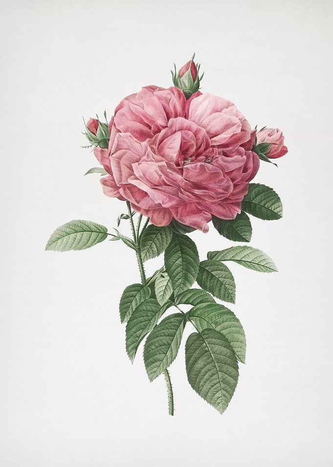 Giant French Rose