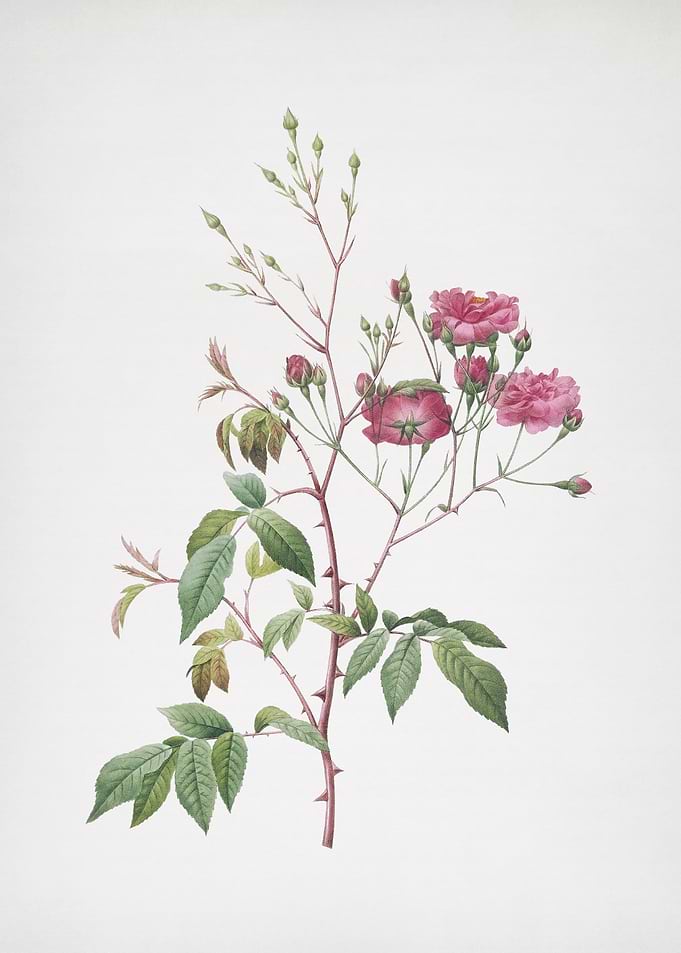 Pink Noisette Roses