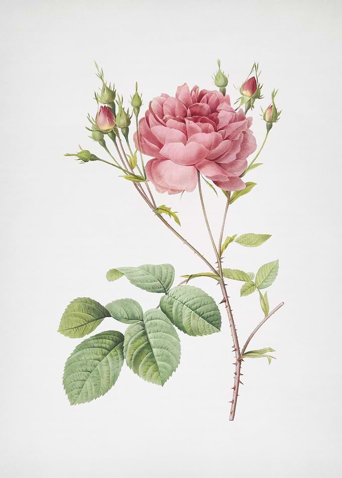 Pink Cumberland Rose