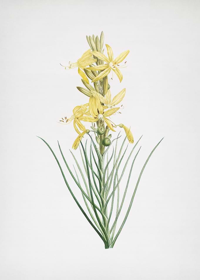 Blooming Yellow Asphodel