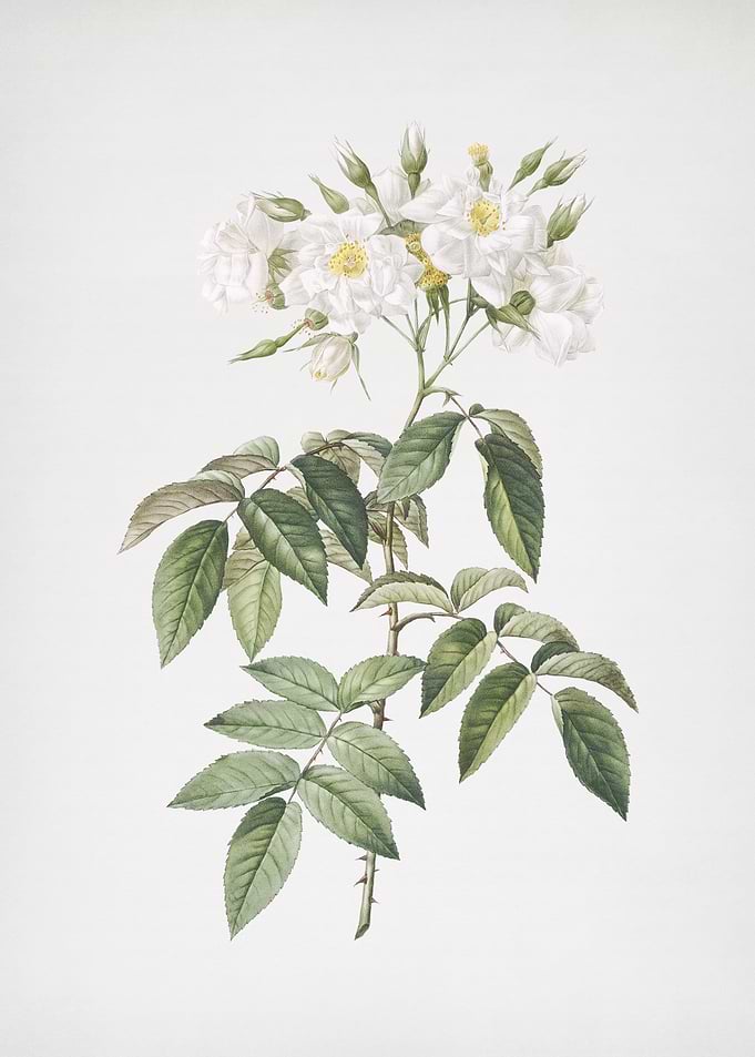Blooming Musk Rose