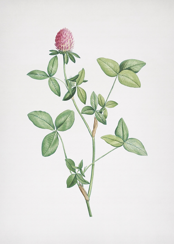 Blooming Pink Clover