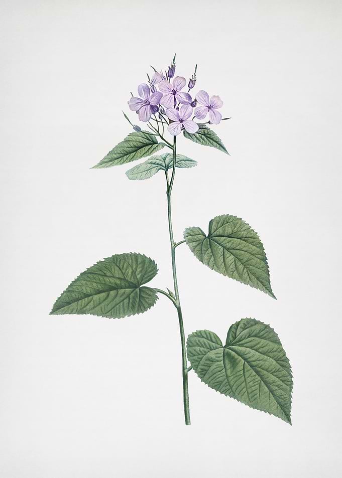 Morning Glory Flower