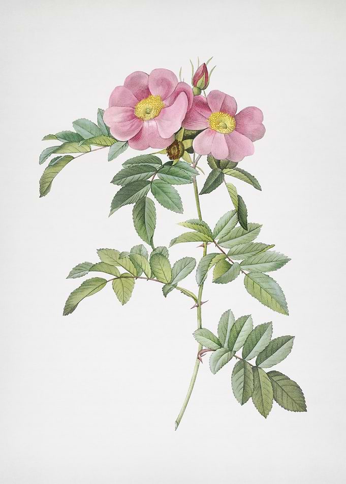 Shining Rosa Lucida