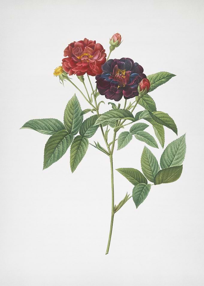 Vintage Van Eeden Rose
