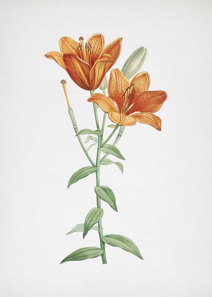Orange Bulbous Lily