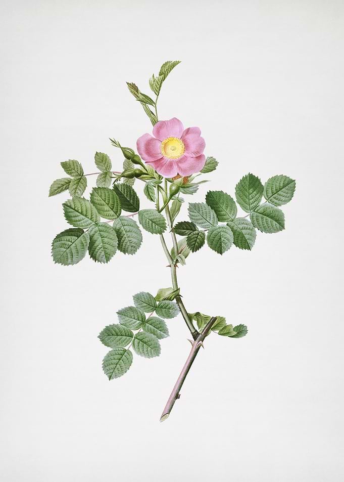Pink Sweetbriar Rose