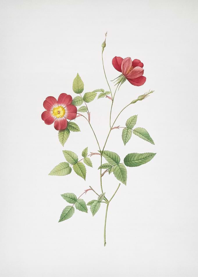 Indica Stelligera Rose