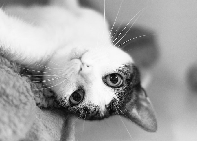 Upside down cat
