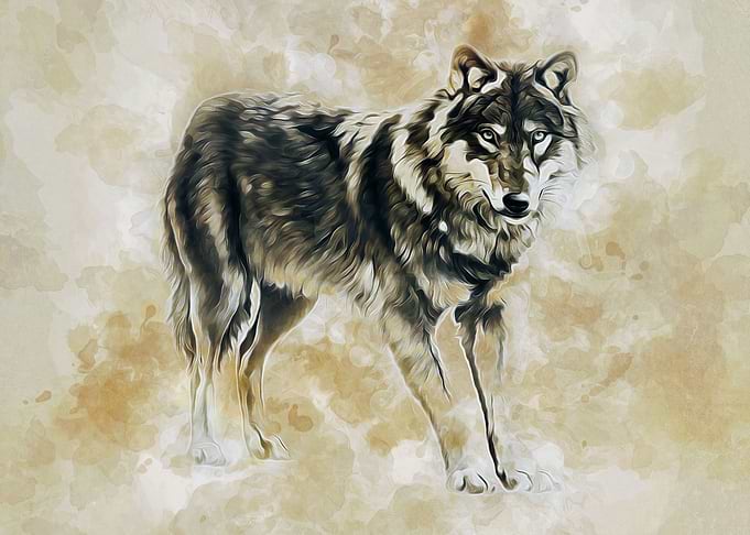 Timber Wolf