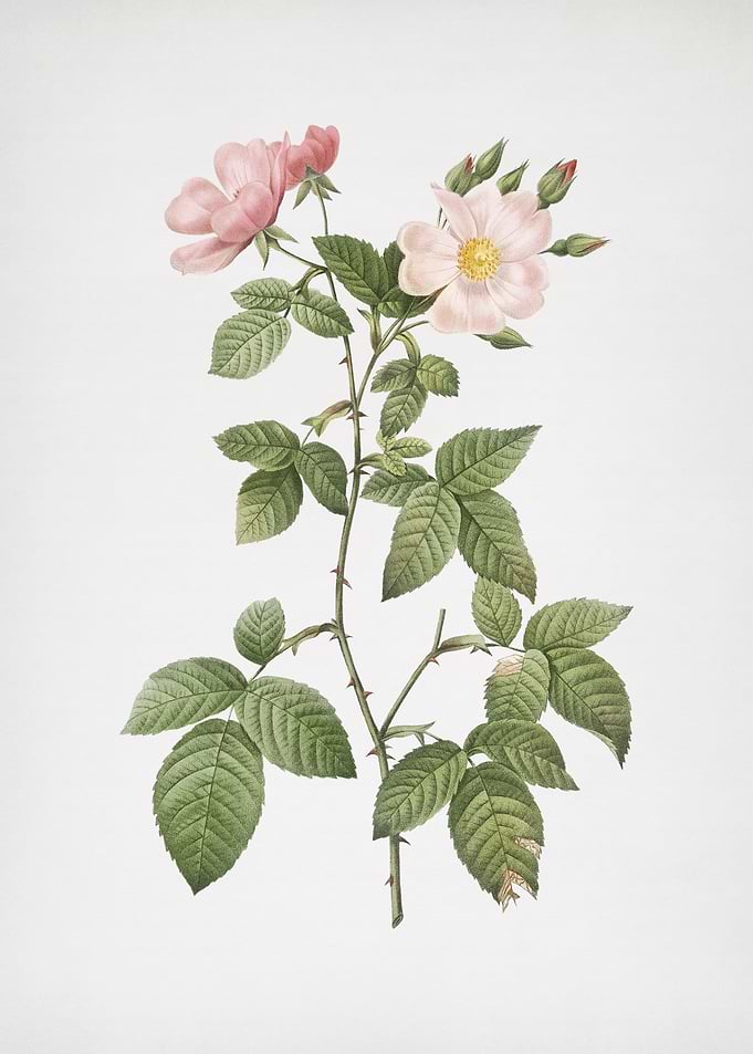 Red Bramble Leaved Rose