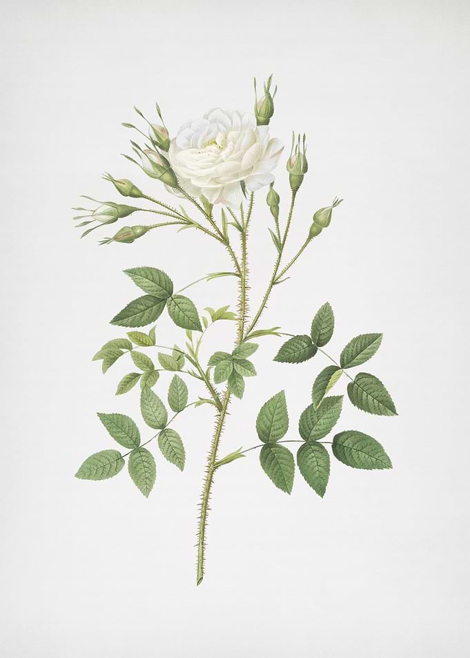 White Rose of Rosenberg