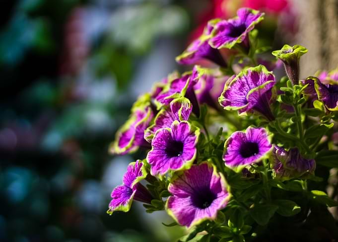 flowers