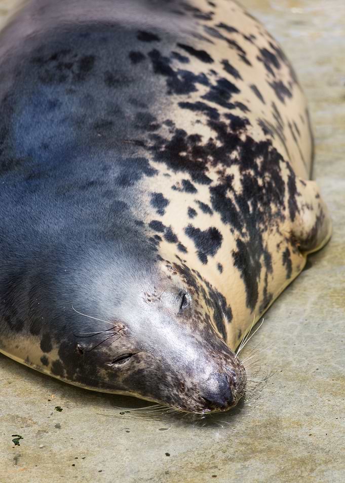 Cute grey seal
