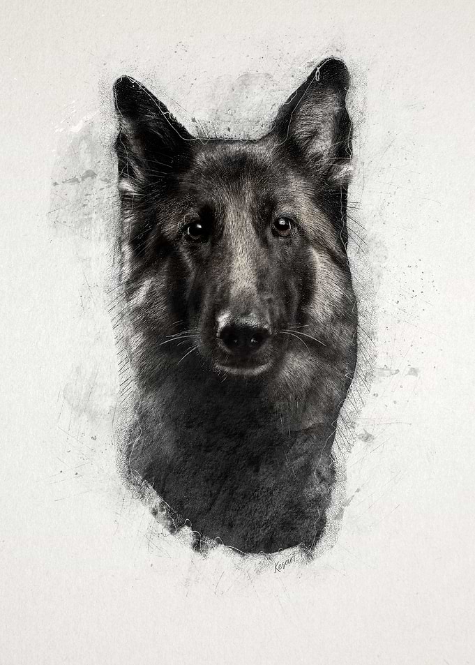 German Shepherd Portrait