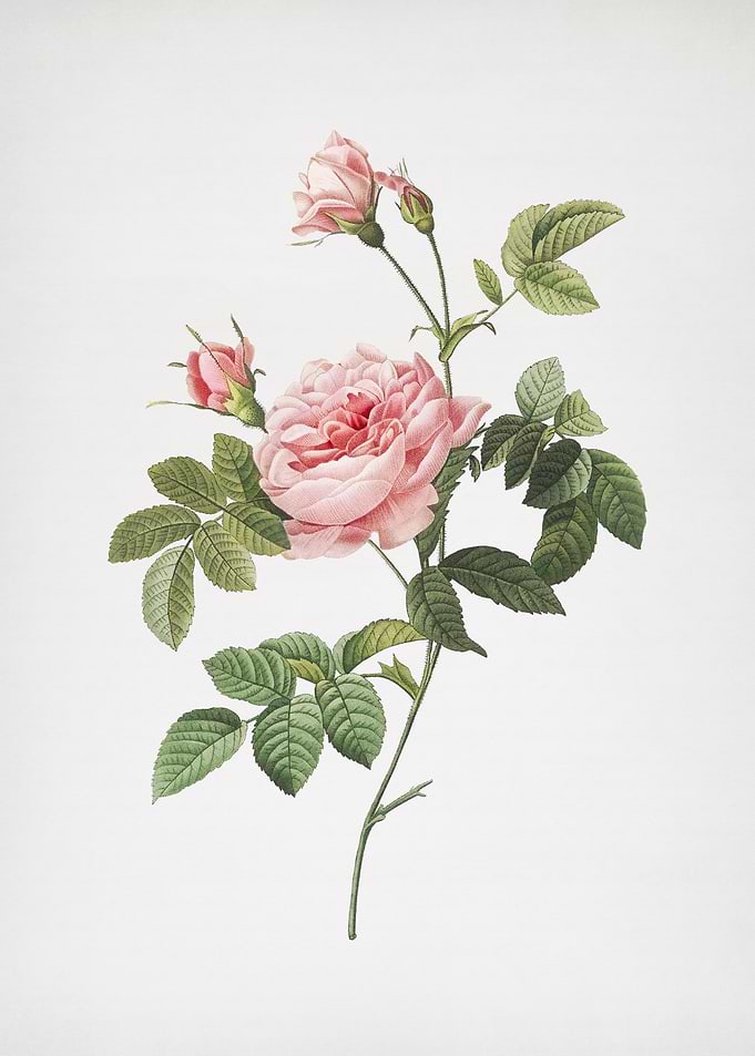 Pink Rose Turbine