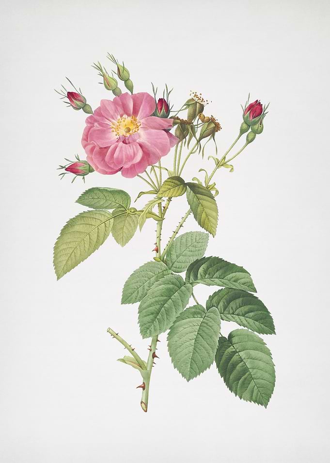 Harsh Downy Rose