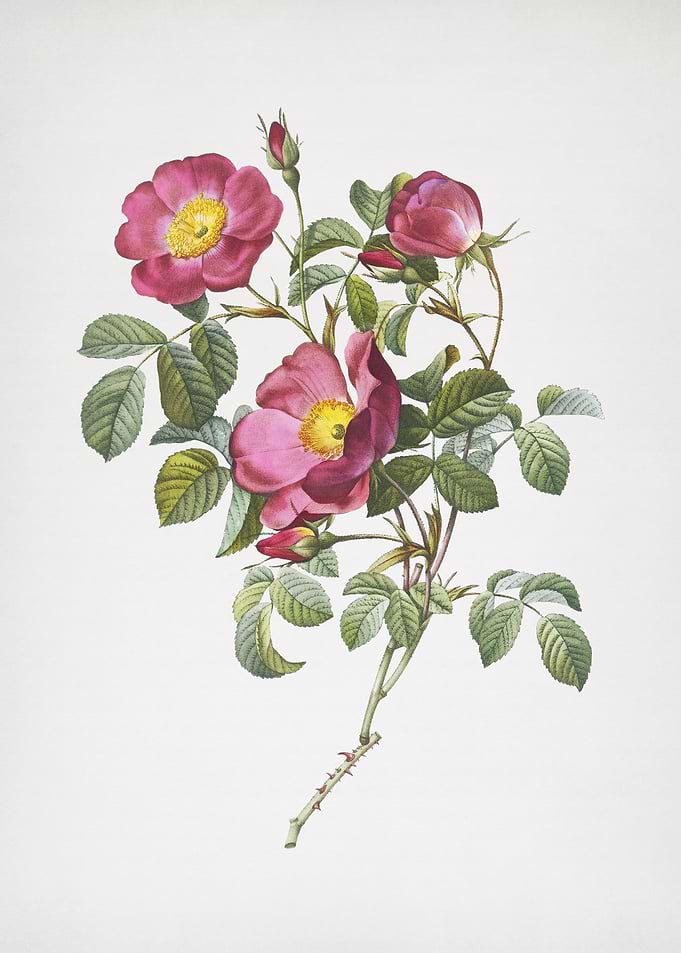 Rose of Love in Bloom