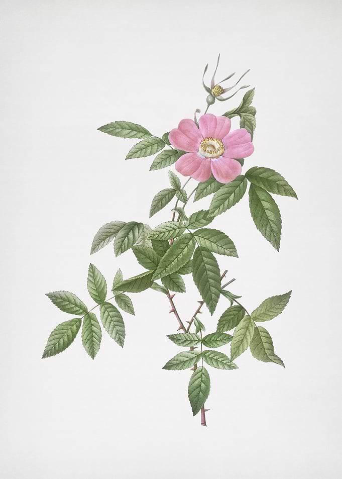 Pink Boursault Rose