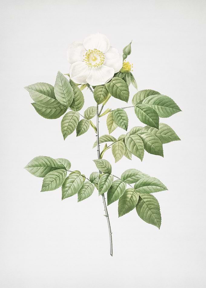 Leschenaults Rose