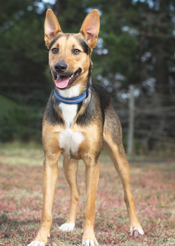 Happy Puppy