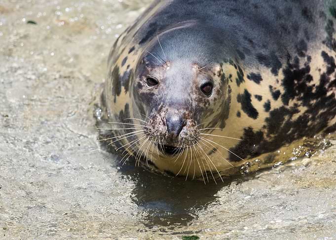 Cute grey seal
