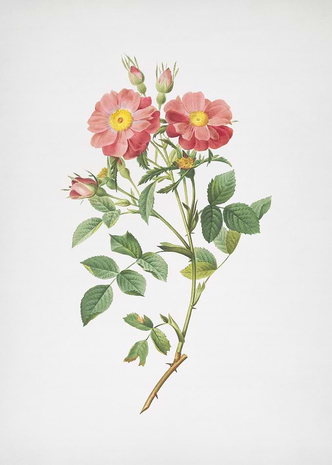 Queen Elizabeths Rose