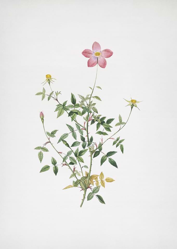 Single Dwarf Chinese Rose