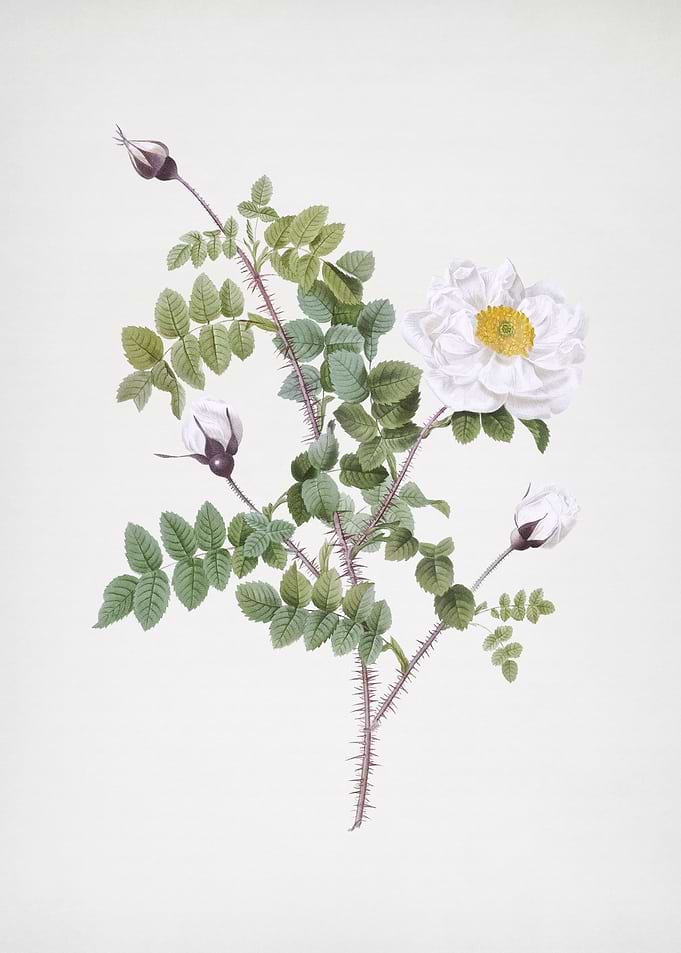 White Burnet Roses