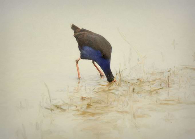 Manawatu Pukeko IV