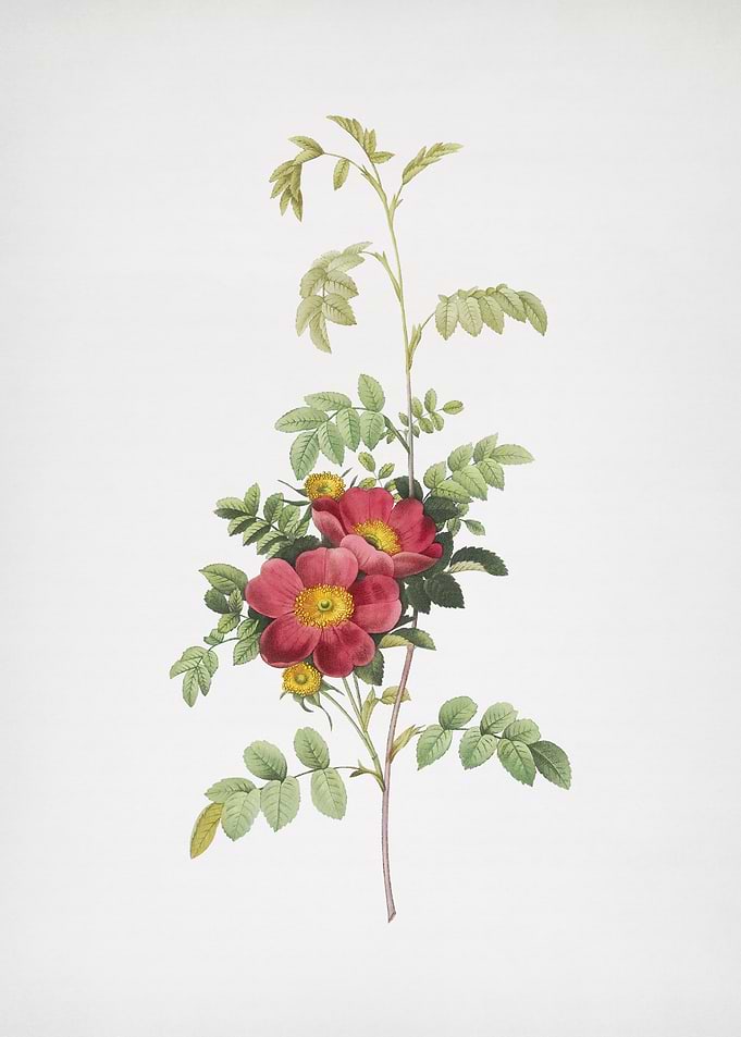 Blooming Alpine Rose