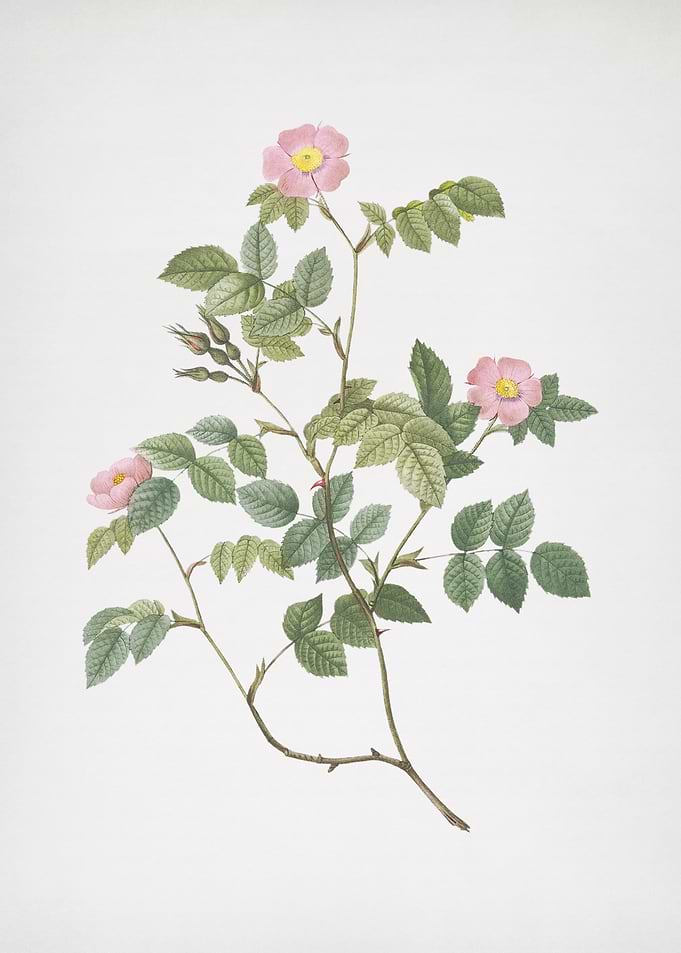 Blooming Sweetbriar Rose
