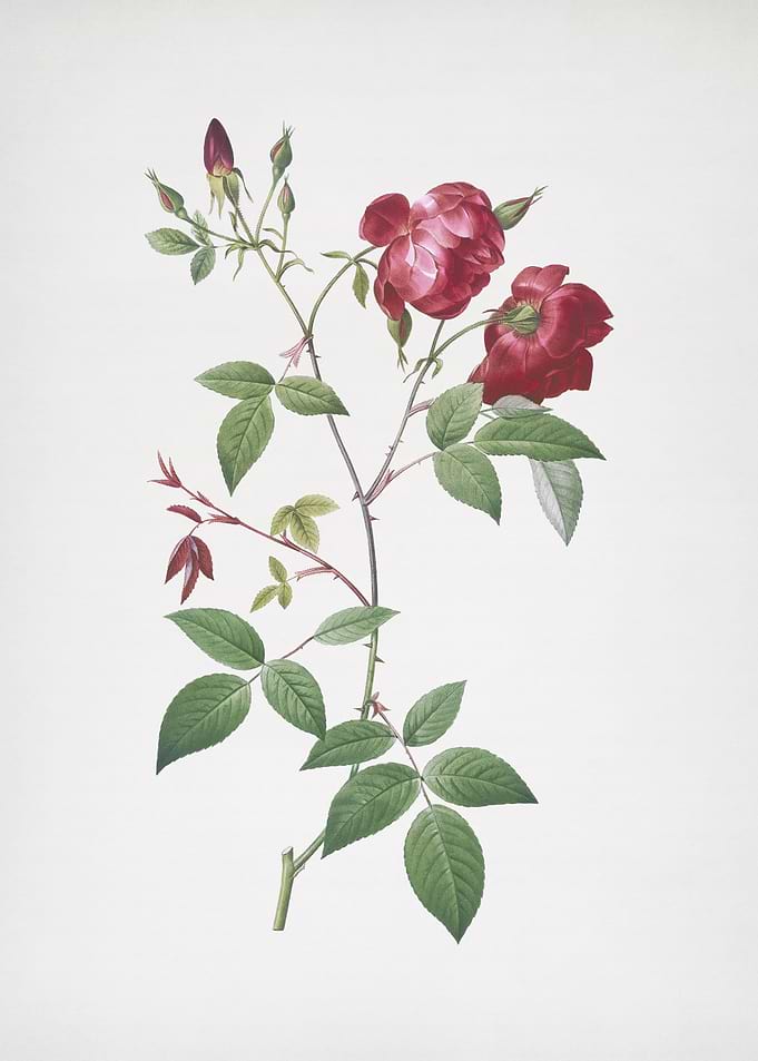 Velvet China Rose