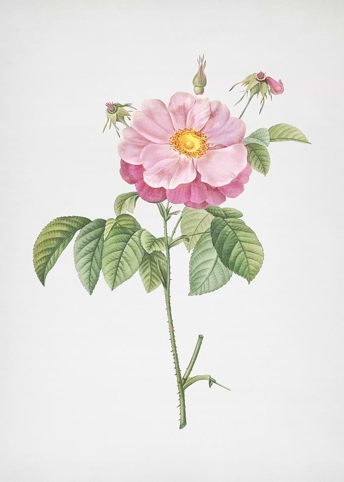 Speckled Provins Rose