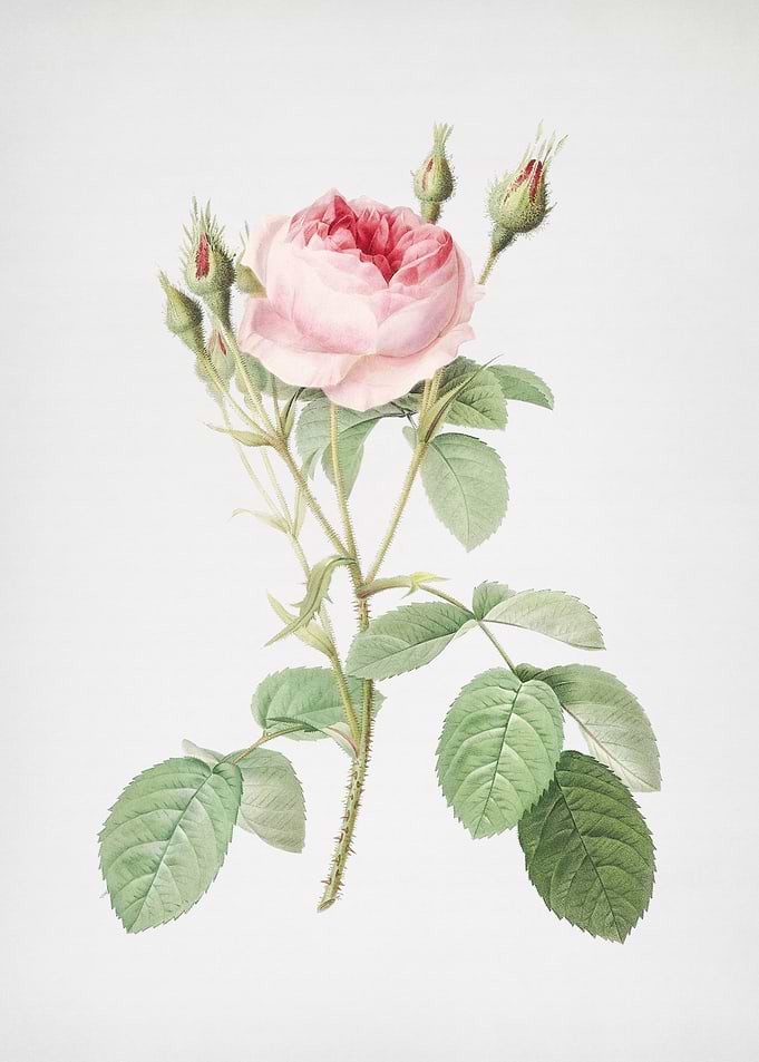 Double Moss Rose