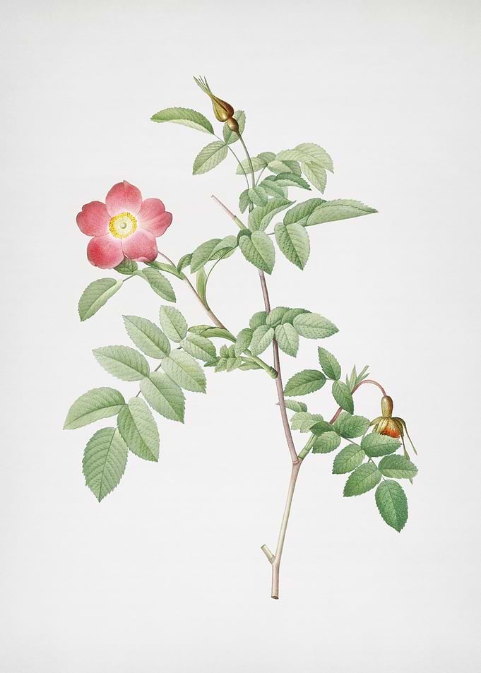 Pink Alpine Rose