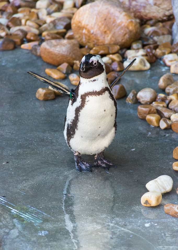 Cute penguin