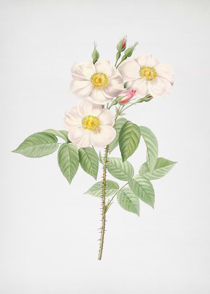 Rose of Castile