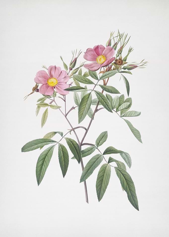 Pink Swamp Roses