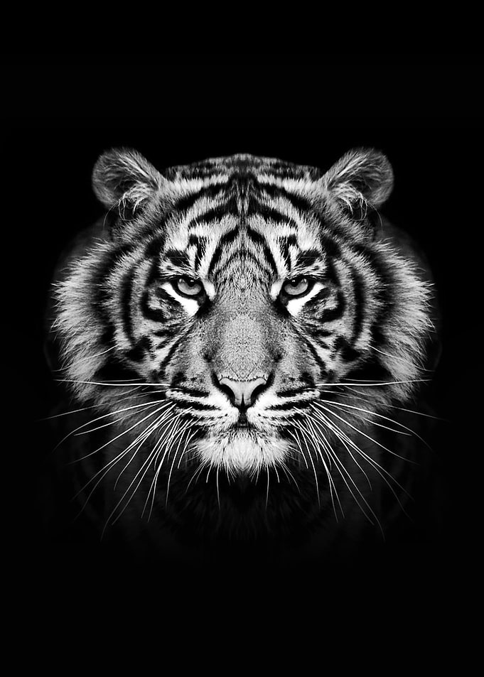 wild tiger poster