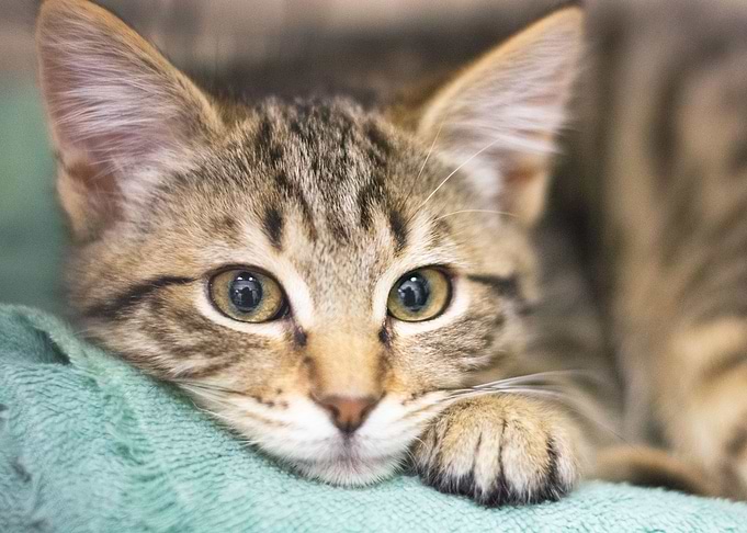 Sleepy Kitten